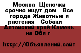 Москва! Щеночки срочно ищут дом - Все города Животные и растения » Собаки   . Алтайский край,Камень-на-Оби г.